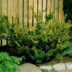 Tis obyčajný (Taxus baccata) ´FARMEN´- výška 30-50 cm, kont. C5L